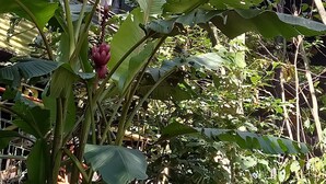 Un jardín exuberante con hojas verdes grandes y una planta de plátano frente a un edificio con techo de metal y ventanas.