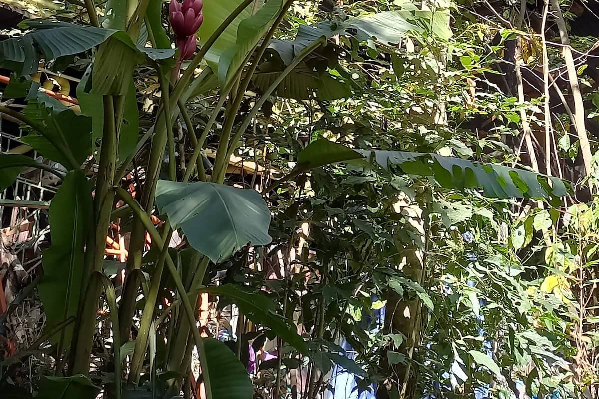 Un jardín exuberante con hojas verdes grandes y una planta de plátano frente a un edificio con techo de metal y ventanas.