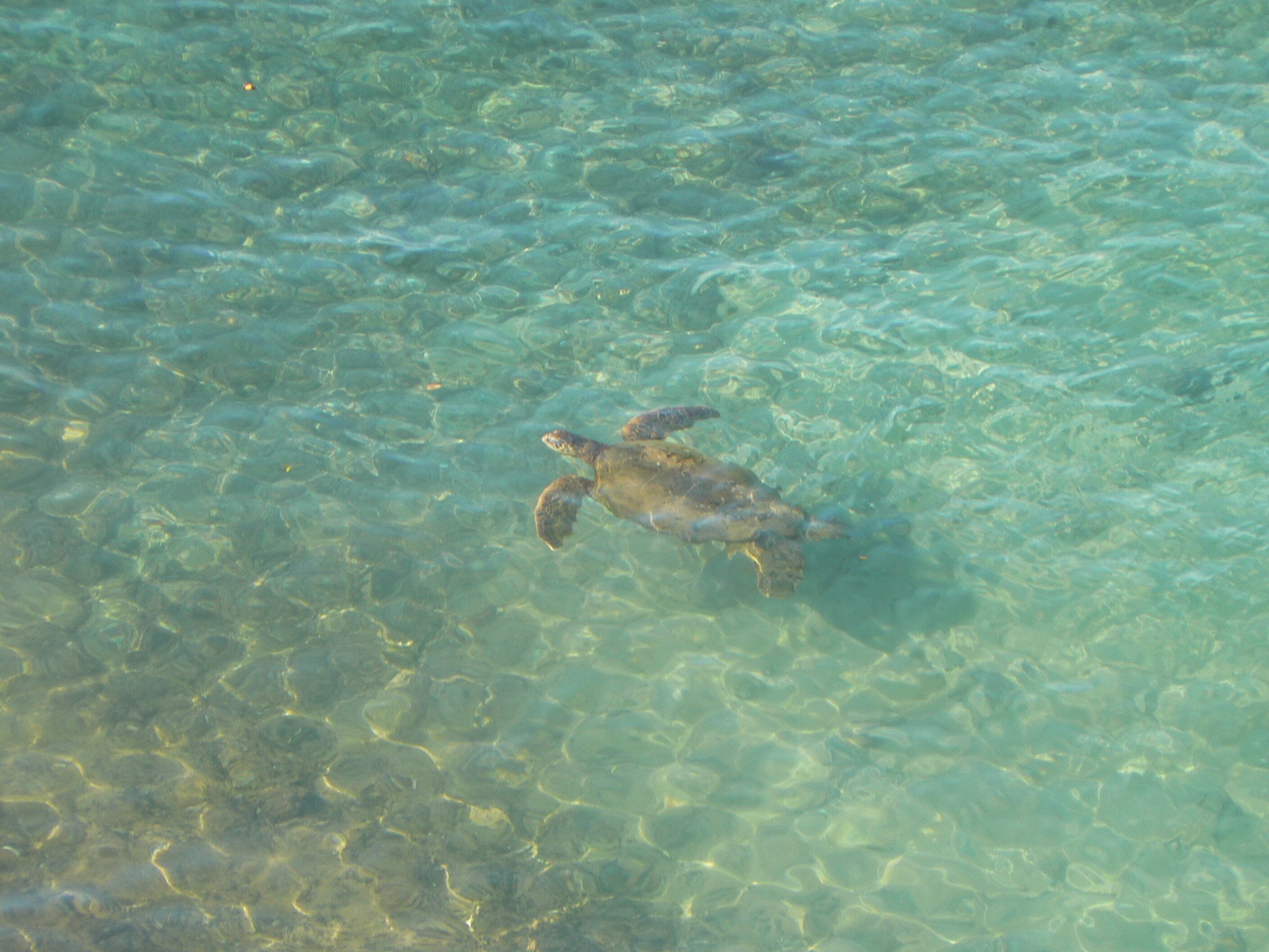 On the beach, sun loungers, beach towels