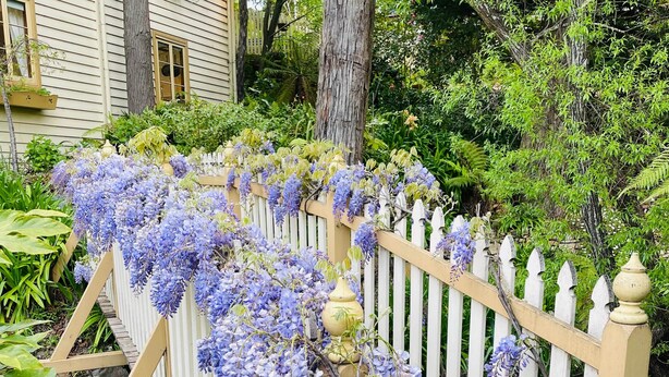 Un pont en bois, agrémenté d’une barrière blanche en bois, entouré d’une végétation luxuriante et de plantes grimpantes en fleurs.