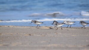 Four shorebirds walking on a sandy beach with the ocean in the background.