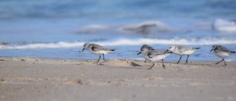 Ligstoelen aan het strand, strandlakens