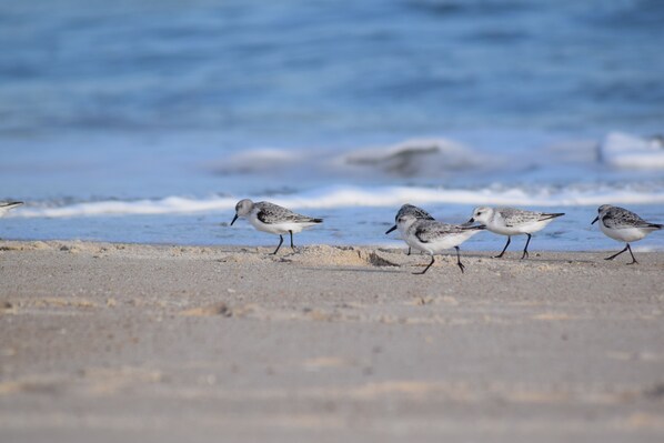 Sun loungers, beach towels - Quiet coastal retreat, minutes from Ocean City, MD, full kitchen. (Ocean Pines)