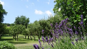 Un jardin agrémenté de plantes de lavande, d’arbres et d’un banc.