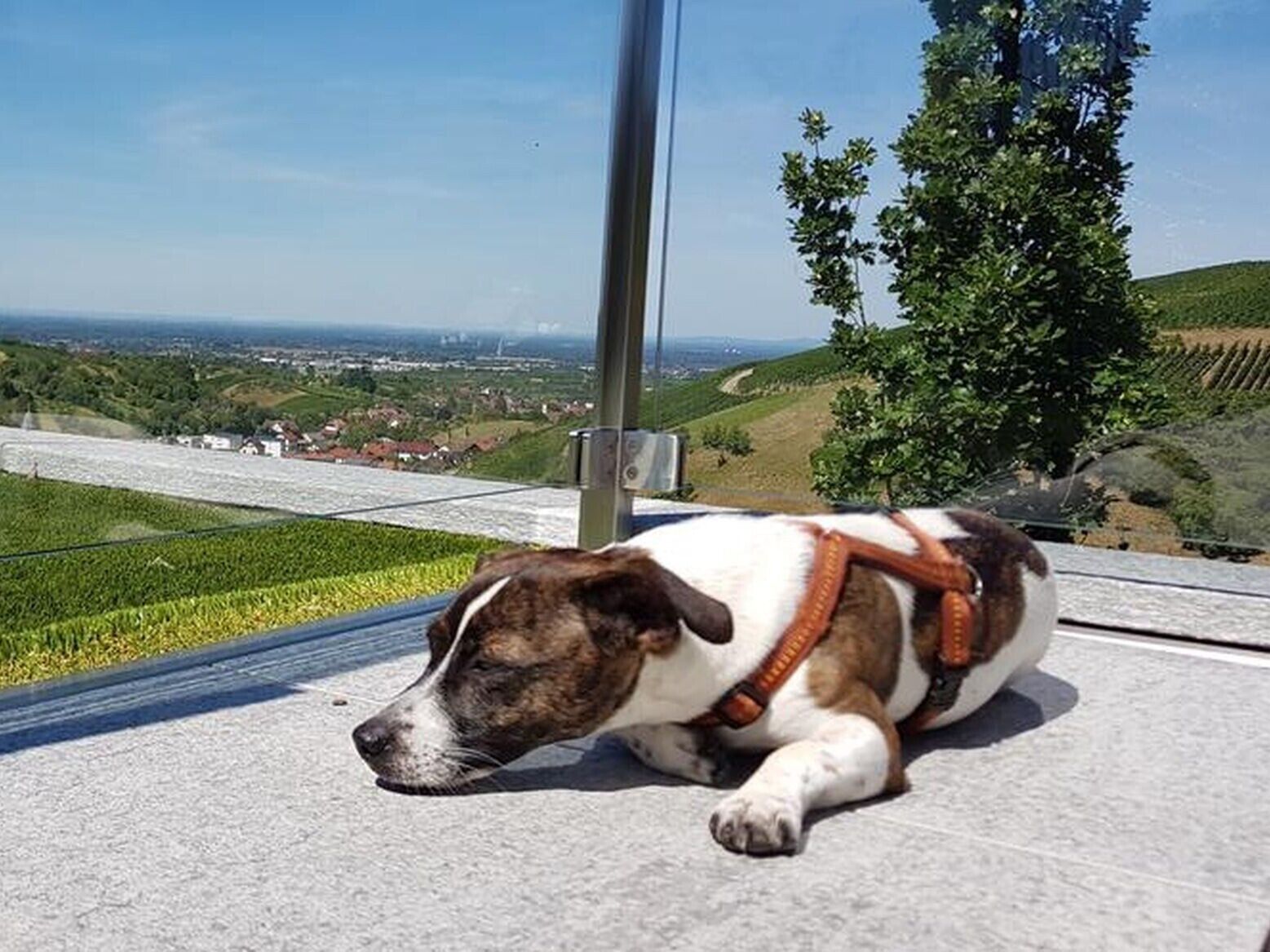 Een hond ligt op een betonnen oppervlakte met uitzicht op een glooiend landschap en een heldere lucht.