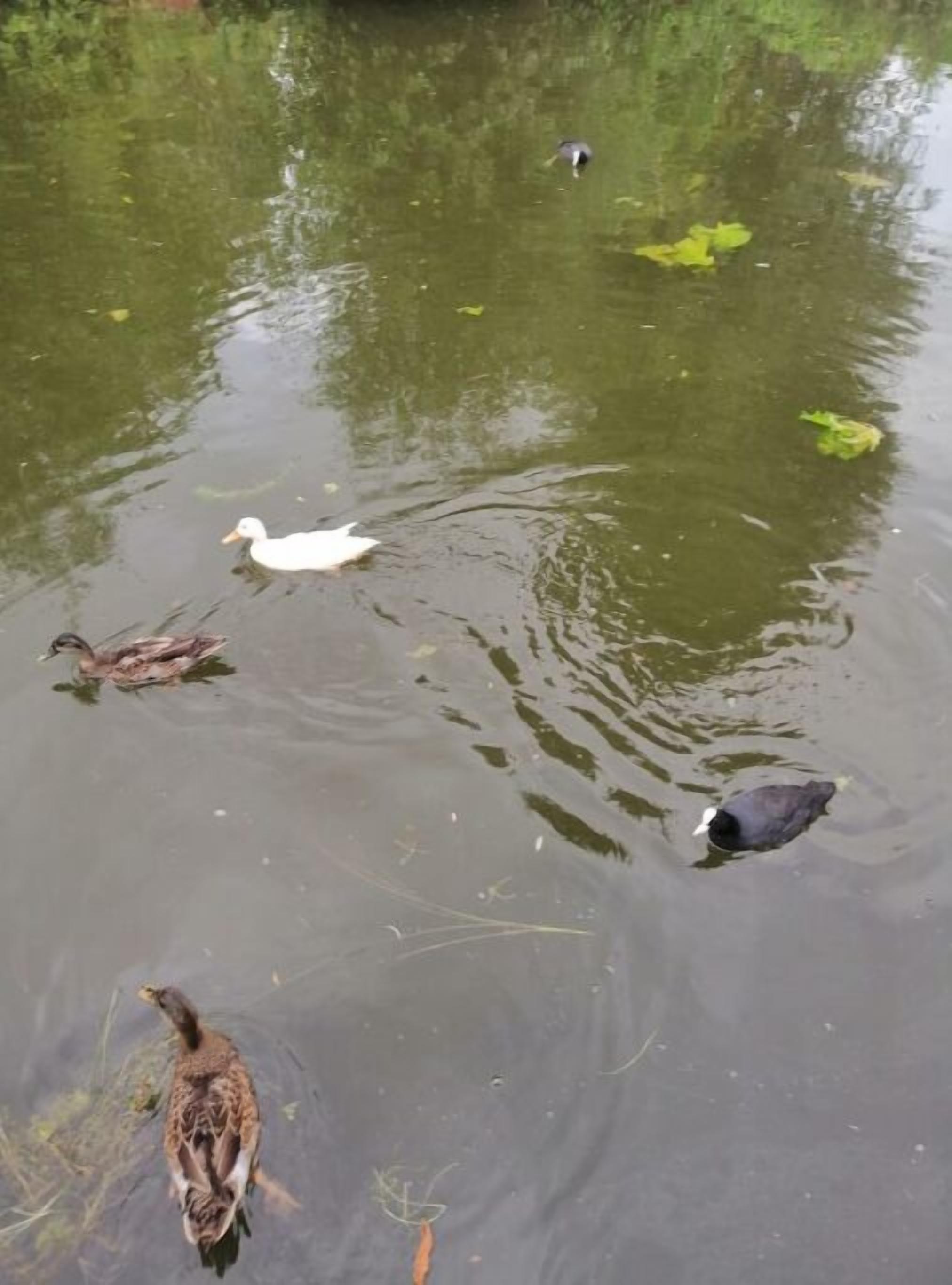 A pond with ducks and a duckling.