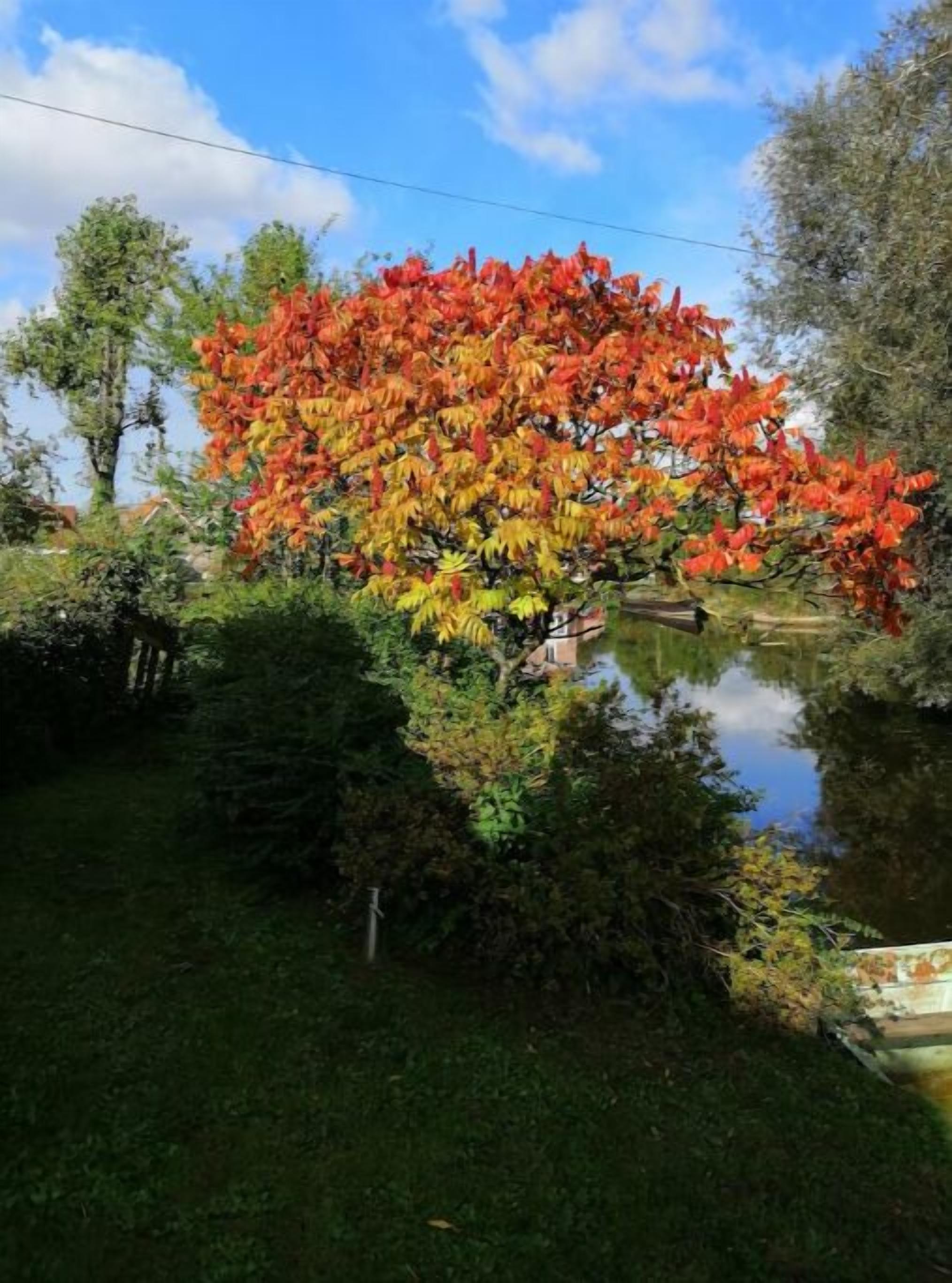 A tree with autumn leaves reflecting in a pond, surrounded by greenery and a clear sky.