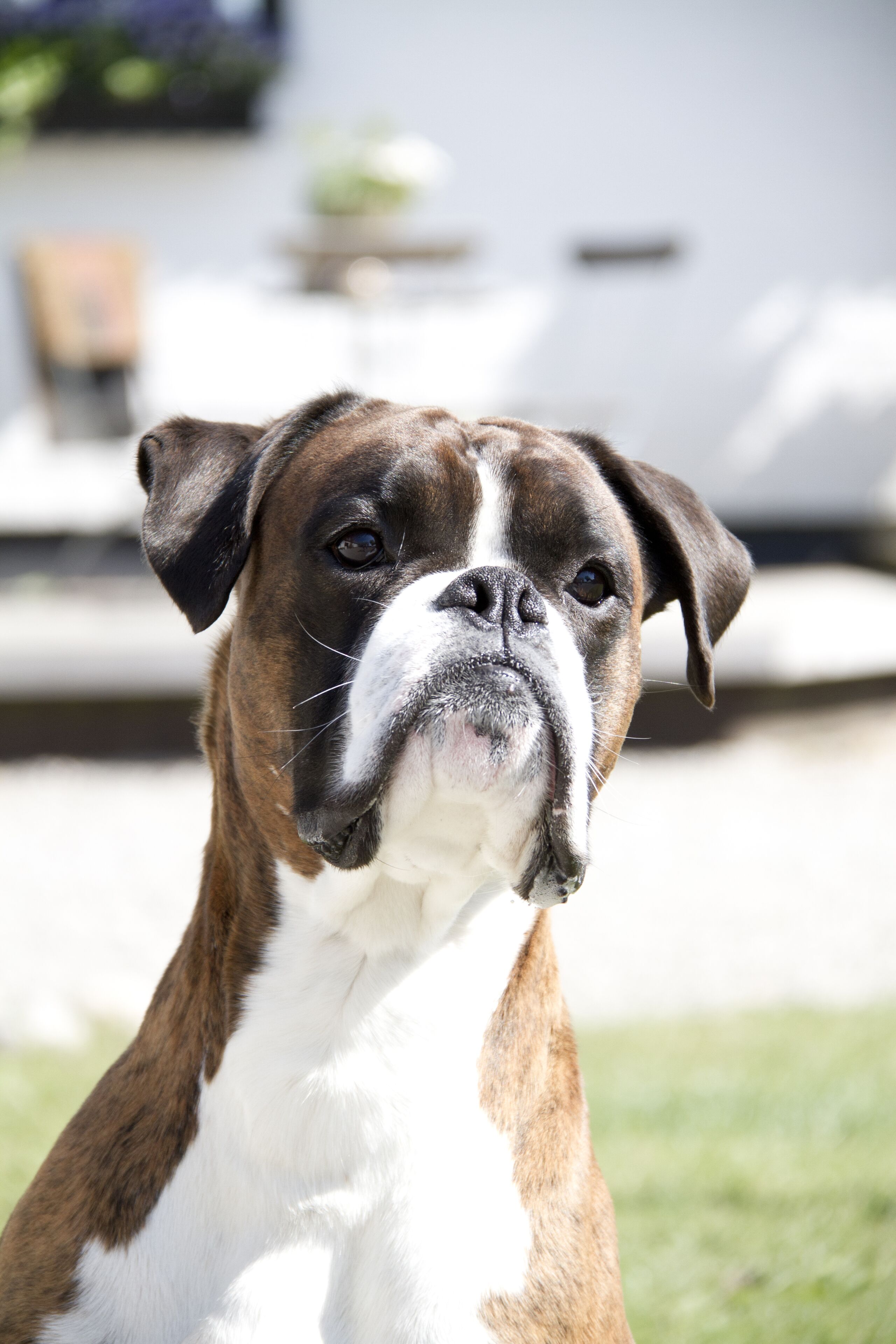 A close-up of a dog with brown and white fur, standing outdoors with a blurred background.