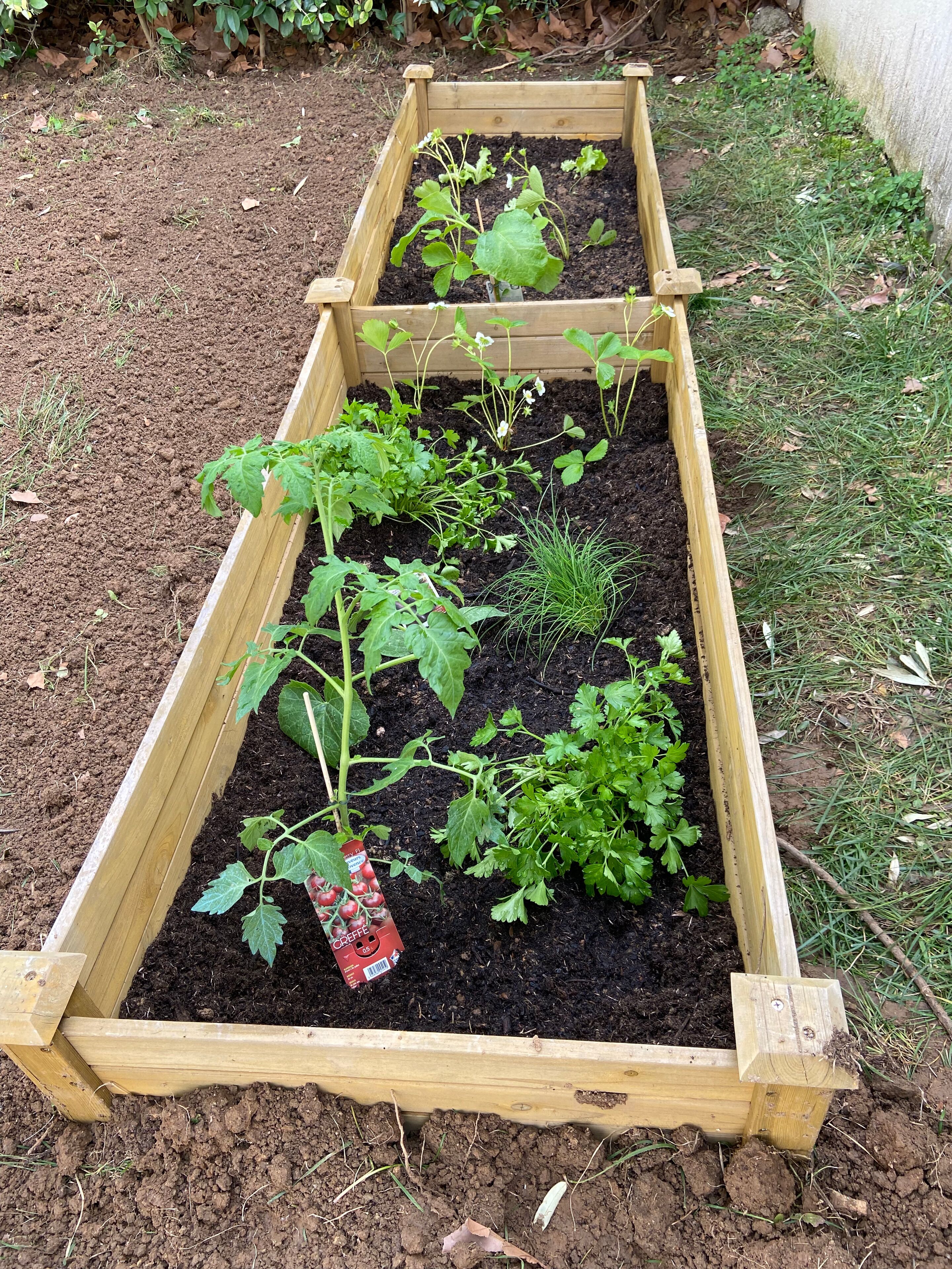 Un parterre surélevé où sont plantées différentes espèces, notamment des tomates et des herbes aromatiques, dans un jardin.
