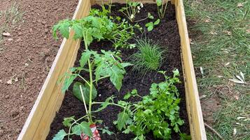 Un parterre surélevé où sont plantées différentes espèces, notamment des tomates et des herbes aromatiques, dans un jardin.