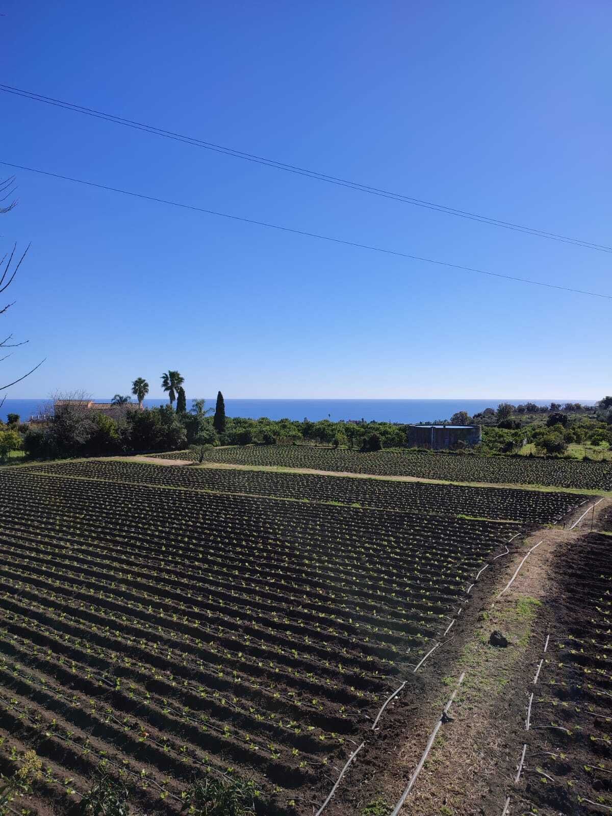 Un vignoble avec des rangées de vignes et une vue dégagée sur l’océan en arrière-plan.