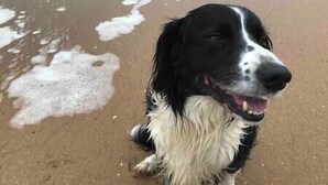 A dog on a sandy surface with water nearby. - Orchard Cottage - Dingle (Dingle)