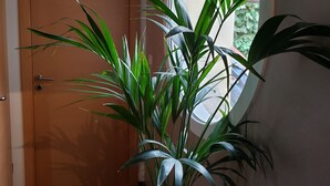 Ein Blumentopf mit Pflanze in einer Diele mit Holztür und Fenster.
