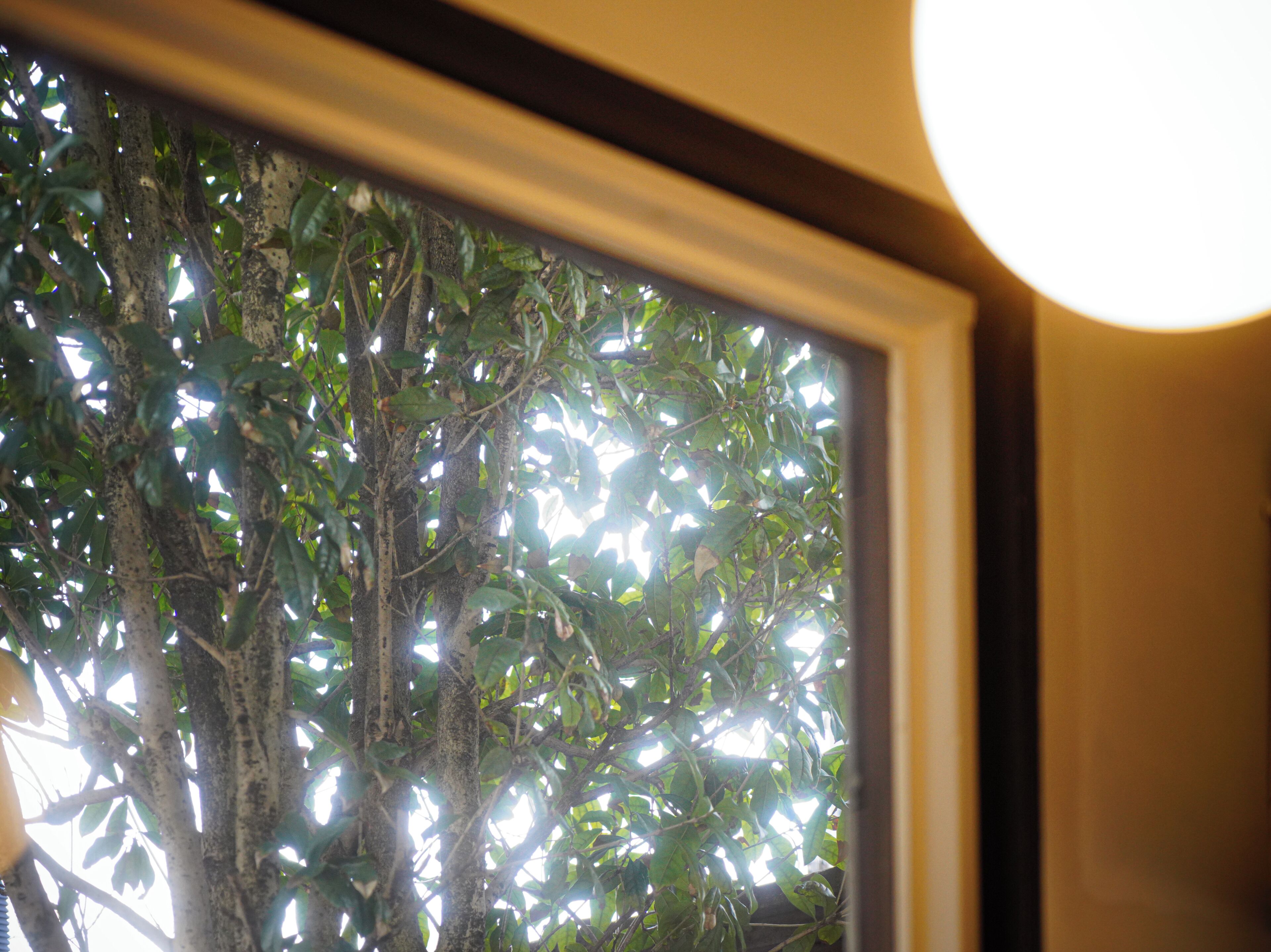 A window with a view of a tree and a wall.