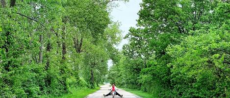 A road flanked by dense green foliage on both sides.