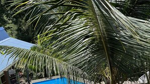 A wooden deck with a swimming pool surrounded by palm trees.