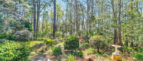 A forested area with a pathway, a birdbath, and a red sign.