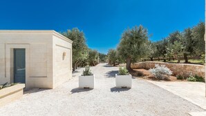 A pathway leading to a building with a door, surrounded by olive trees and white planters.