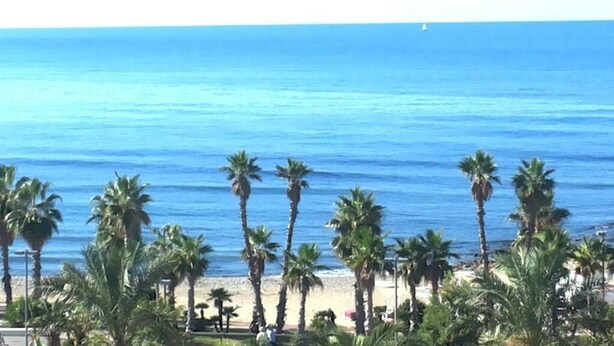 Una playa con palmeras y una vista despejada del océano.