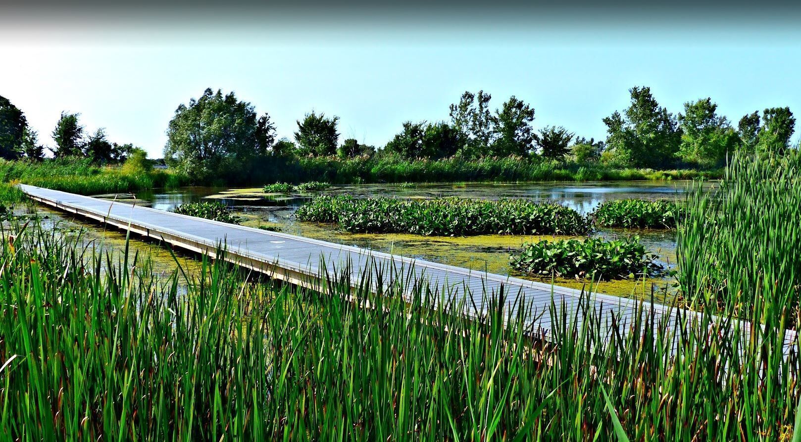 A long, narrow bridge over a pond surrounded by lush greenery and trees.