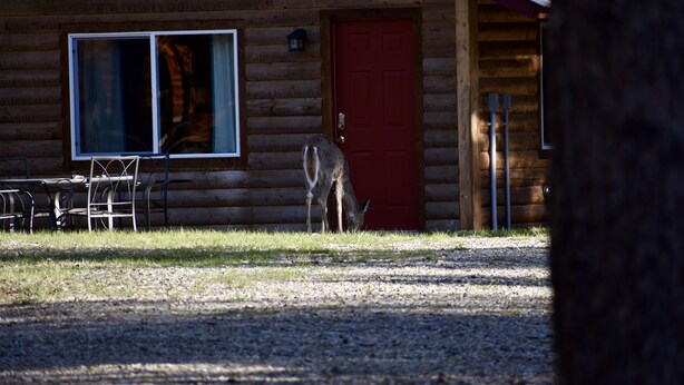 A wooden cabin with a red door, a window, and a table with chairs outside. - Bunkhouse at Coal Creek Mountain Lodge (Darby)