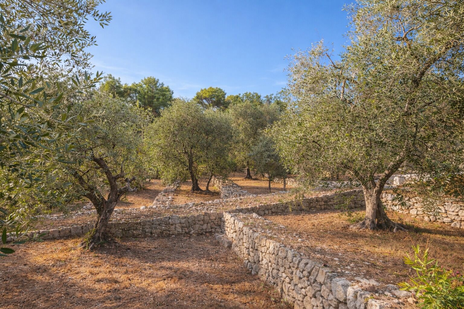 An olive grove with stone walls and trees.