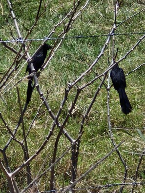 Miscellaneous - Estudio con Impresionante Vista al Océano Pacífico, Vista de Pájaros e Insectos (Atenas)