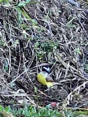 Exterior detail - Estudio con Impresionante Vista al Océano Pacífico, Vista de Pájaros e Insectos (Atenas)
