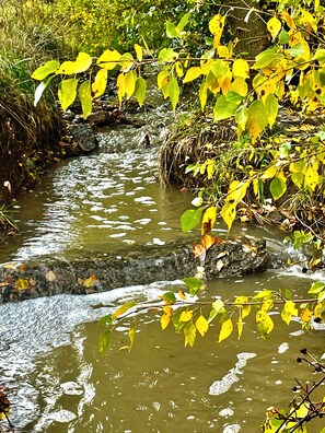 Un arroyo natural con rocas y hojas amarillas.
