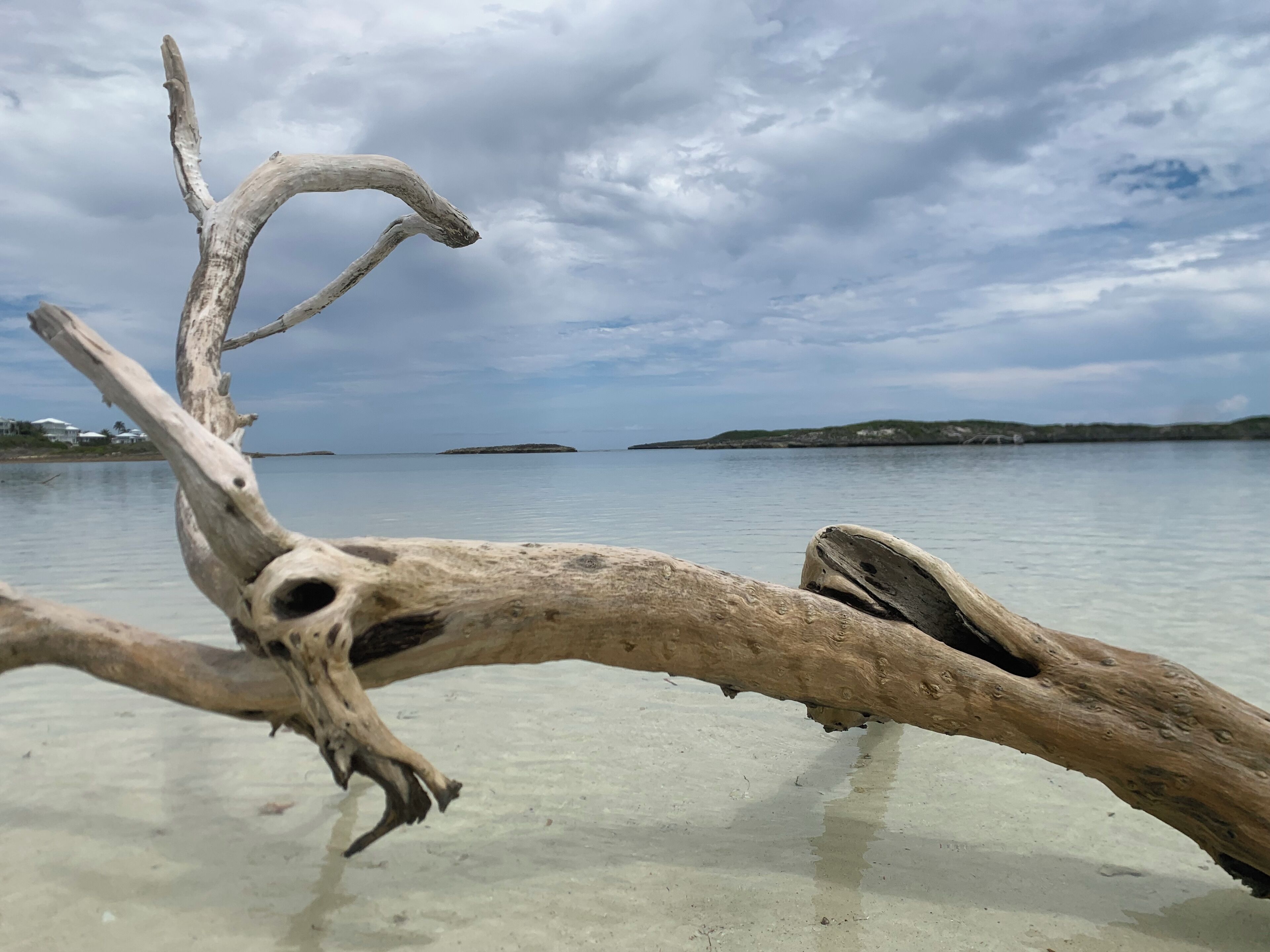 A clear view of a driftwood branch on a sandy beach with calm water and distant landforms.