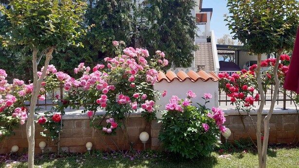 A garden with blooming pink roses, a brick wall, and a building with a tiled roof. - Holiday apartment with air conditioning (Novigrad)
