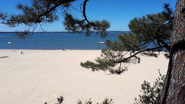 Une plage avec un ciel dégagé, une mer calme et un arbre au premier plan.