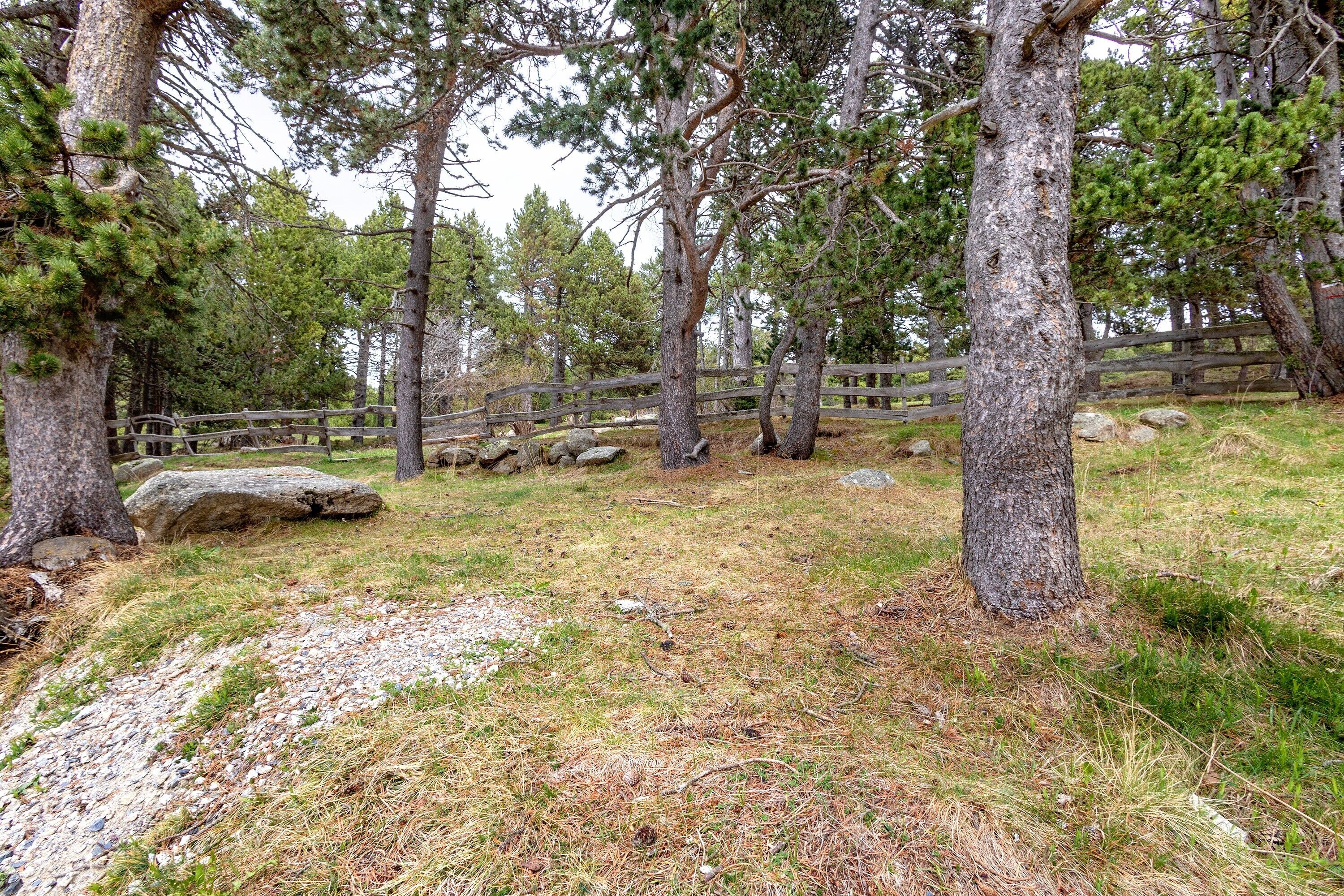 A forested area with a wooden fence, large rocks, and pine trees.