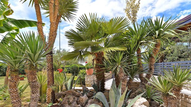 Ein Garten mit verschiedenen Palmen und Agaven, umgeben von Steinen und einer Steinmauer.