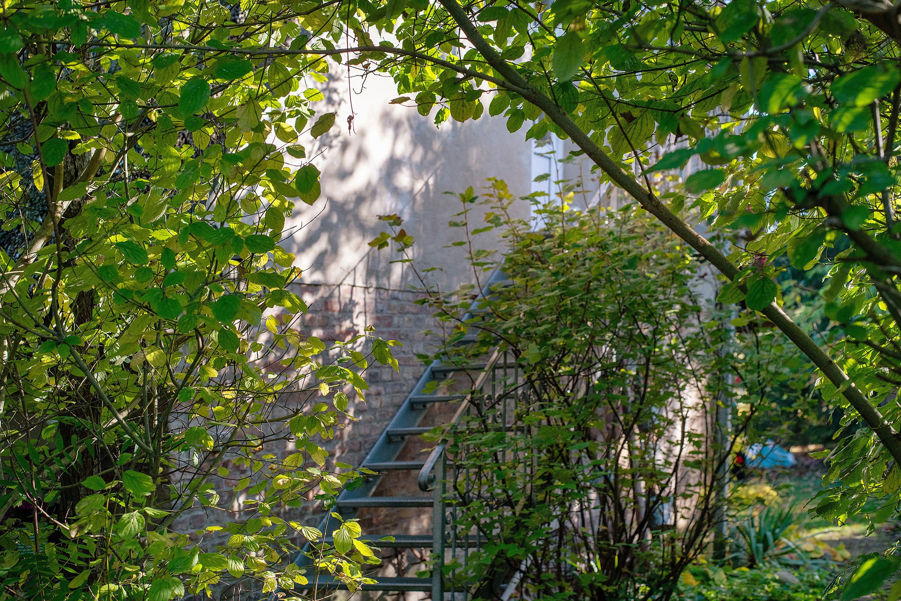 A view through dense foliage with a metal staircase leading to a building.