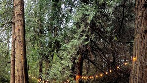 Ein bewaldeter Campingplatz mit Picknicktischen und Lichterketten.