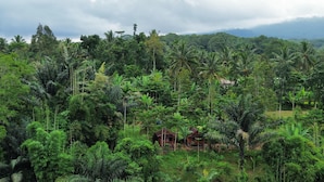 A lush, tropical landscape with dense vegetation and a small wooden house surrounded by palm trees. - Serenity Lodge Tetebatu Lombok (Tetebatu)