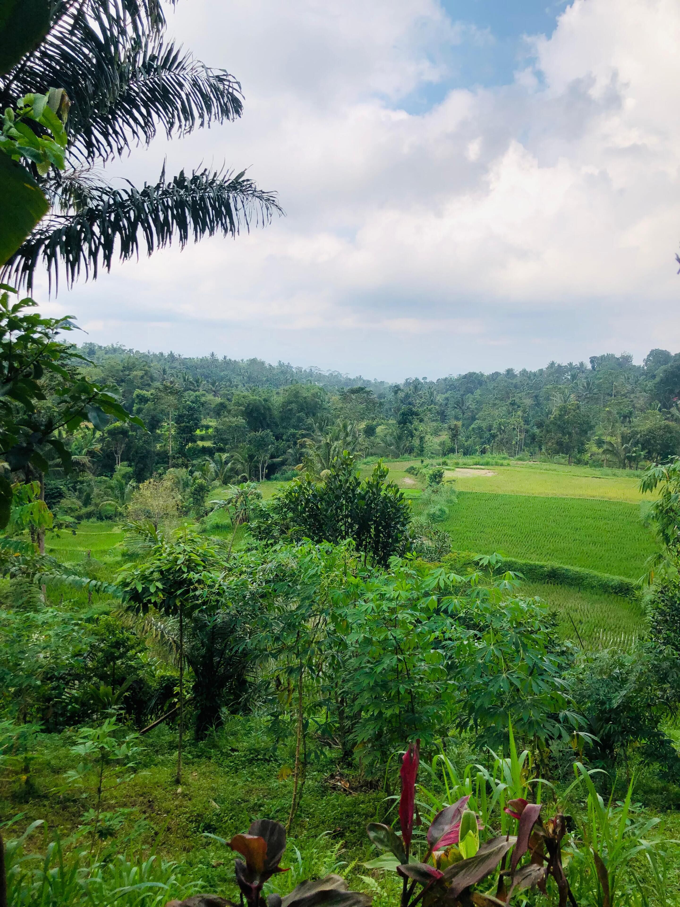 Paisagem verde exuberante, com diversidade de vegetação e céu claro.