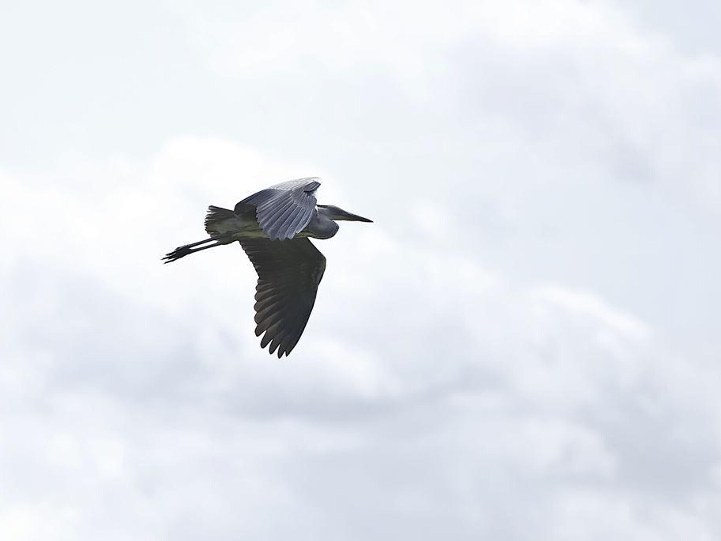 Un pájaro volando contra un cielo nublado.