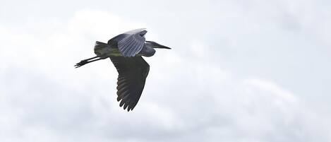 Un pájaro volando contra un cielo nublado.