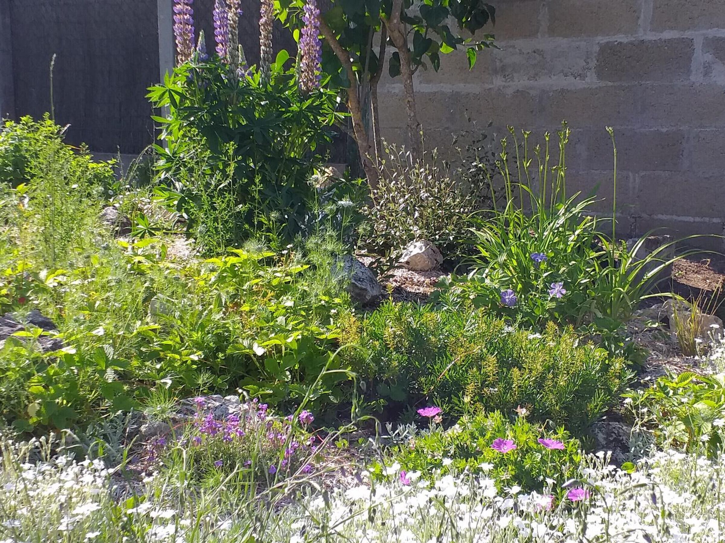 Un jardin avec différentes plantes et fleurs, un mur de pierre et un arbre.