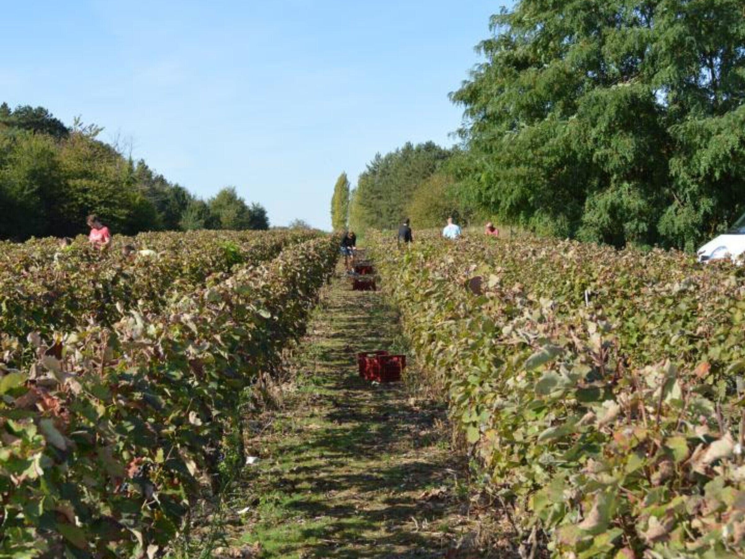 A vineyard with rows of grapevines and people working in the fields.