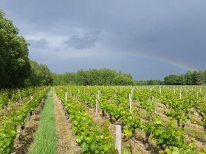 A vineyard with rows of grapevines under a cloudy sky.