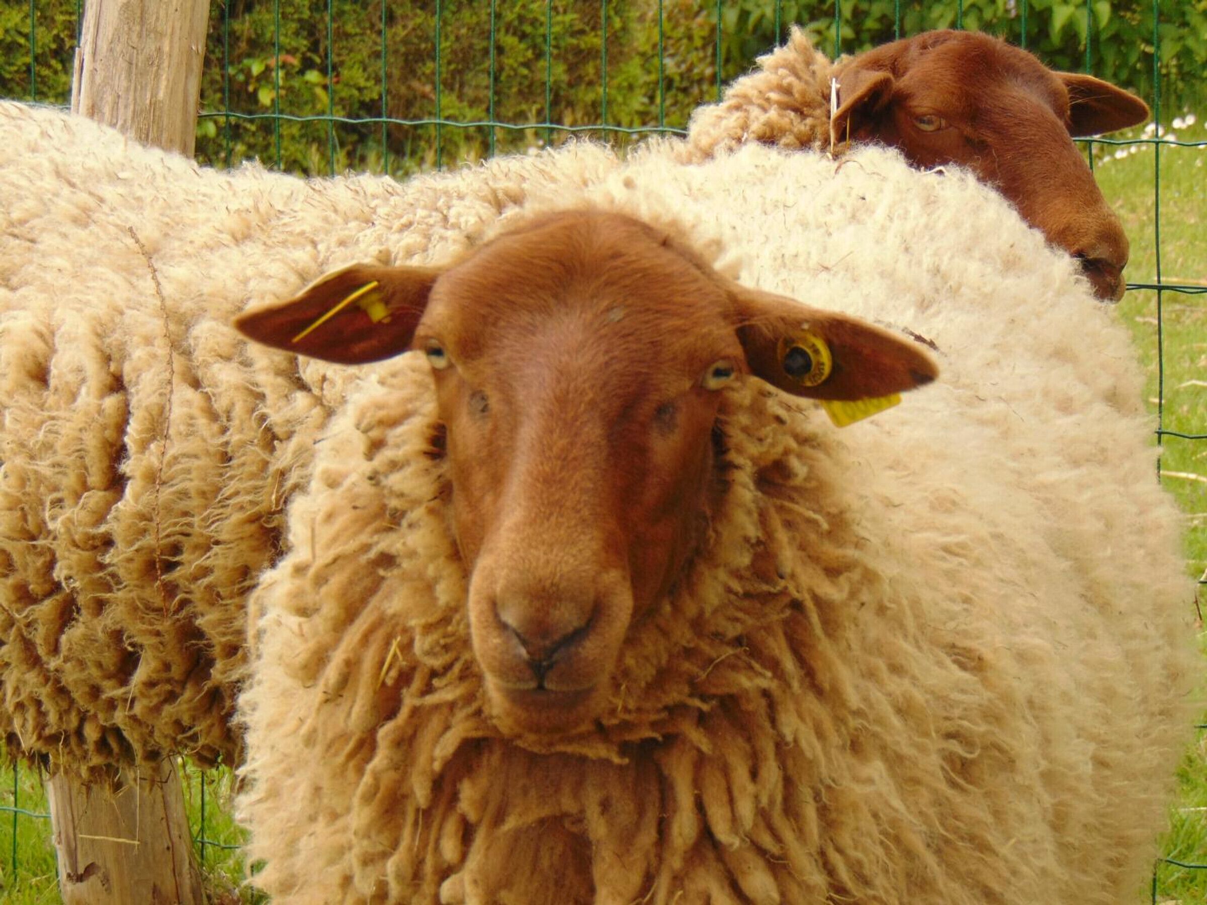 A close-up of a sheep with a thick wool coat, standing in a fenced area with greenery in the background.