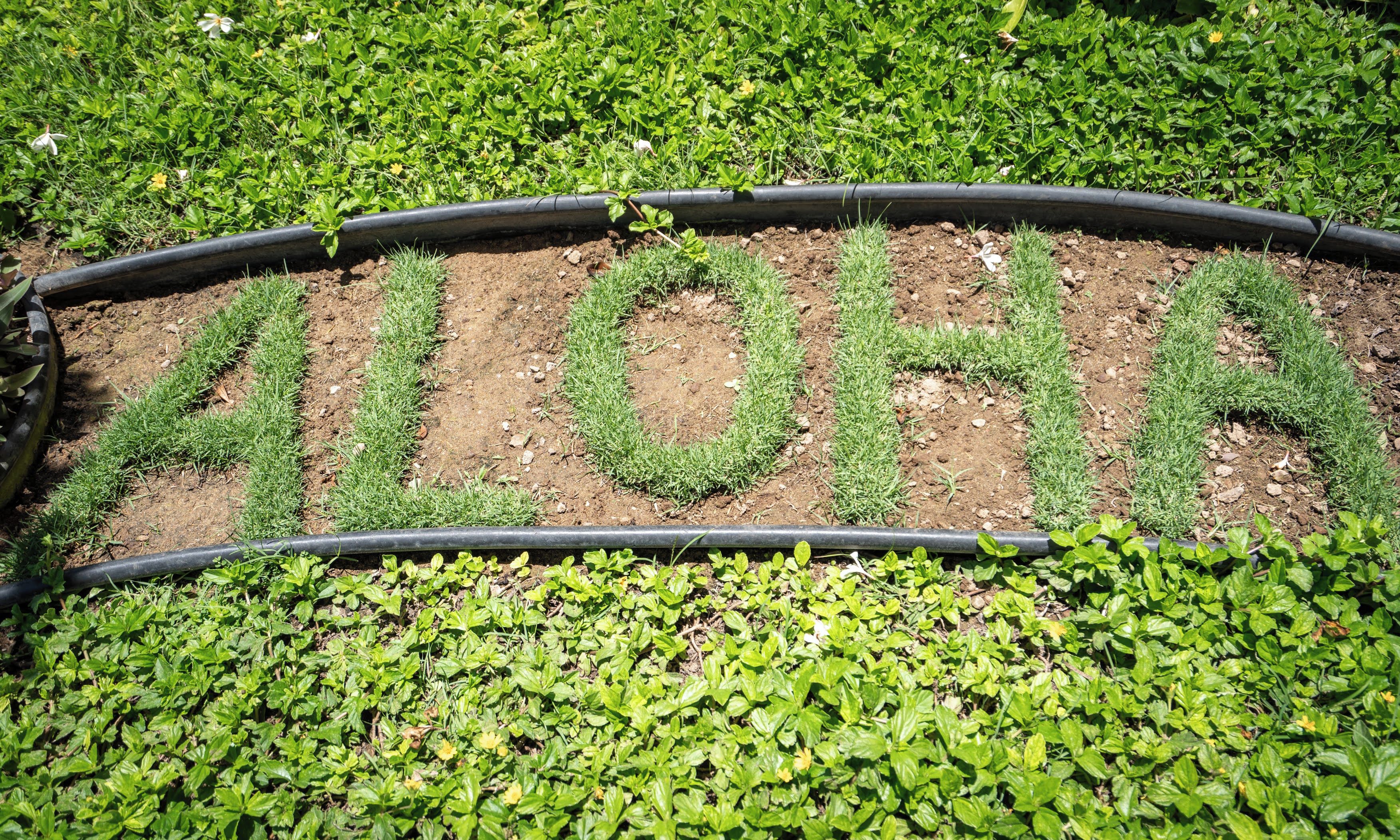 A garden bed with the word "ALOHA" spelled out in plants.
