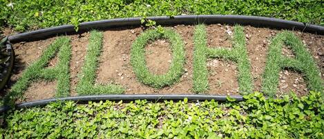A garden bed with the word "ALOHA" spelled out in plants.