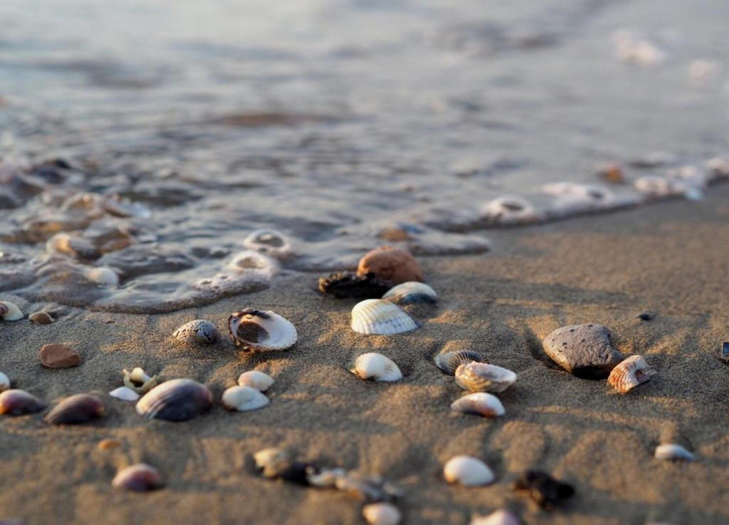 Une plage où l’on trouve différents types de coquillages dispersés sur le sable.