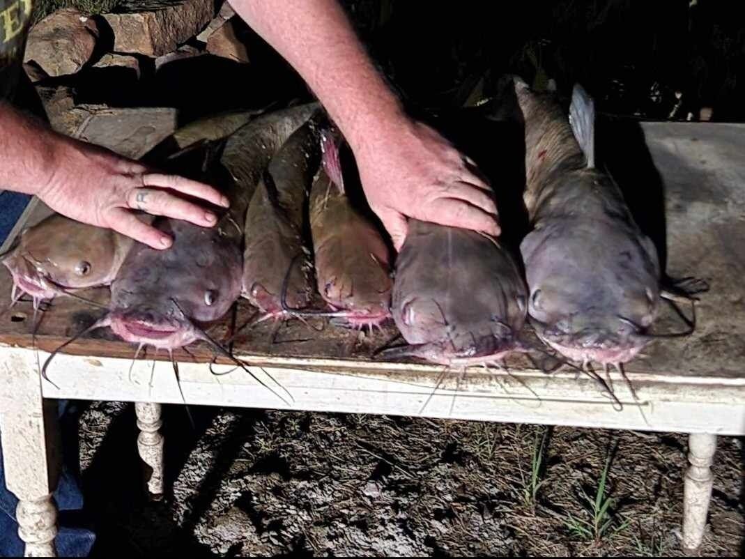 A table with several fish laid out on it.