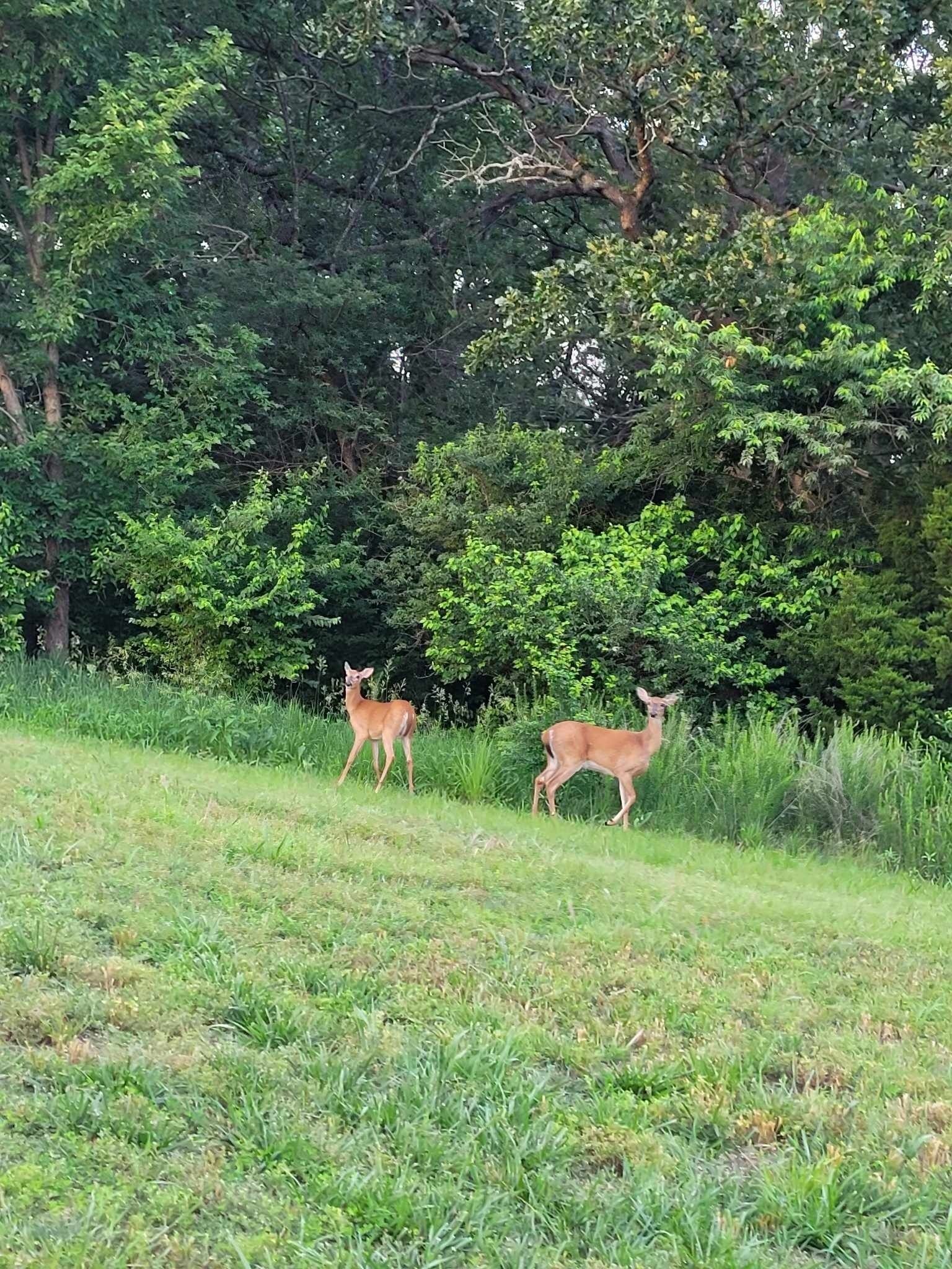 Two deer in a grassy field with dense trees in the background.