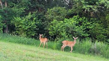 Two deer in a grassy field with dense trees in the background.